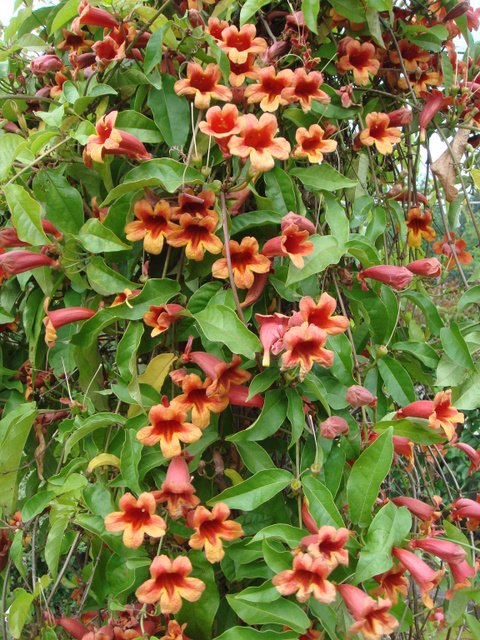 Bignonia capreolata (2)